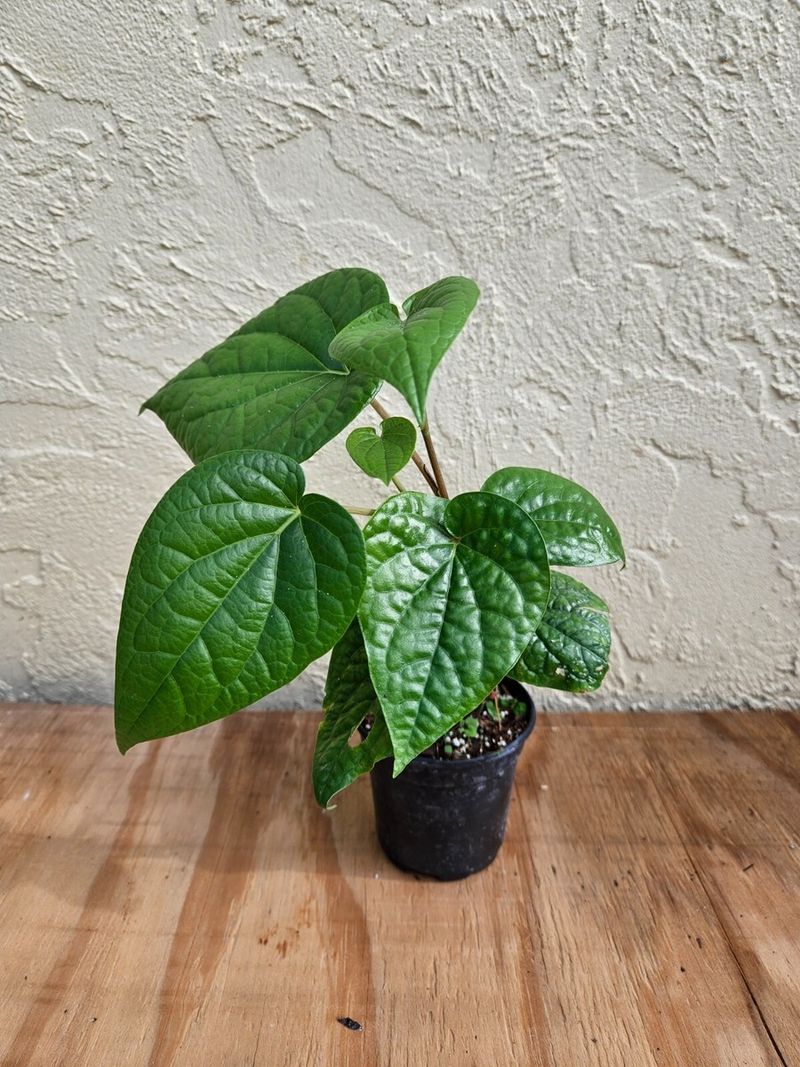 Betel Leaf Plant (Piper betle)