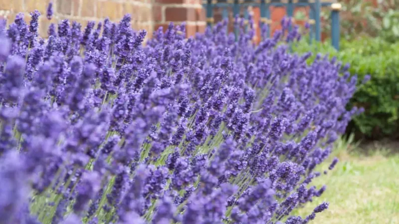 Lavender (Lavandula angustifolia)
