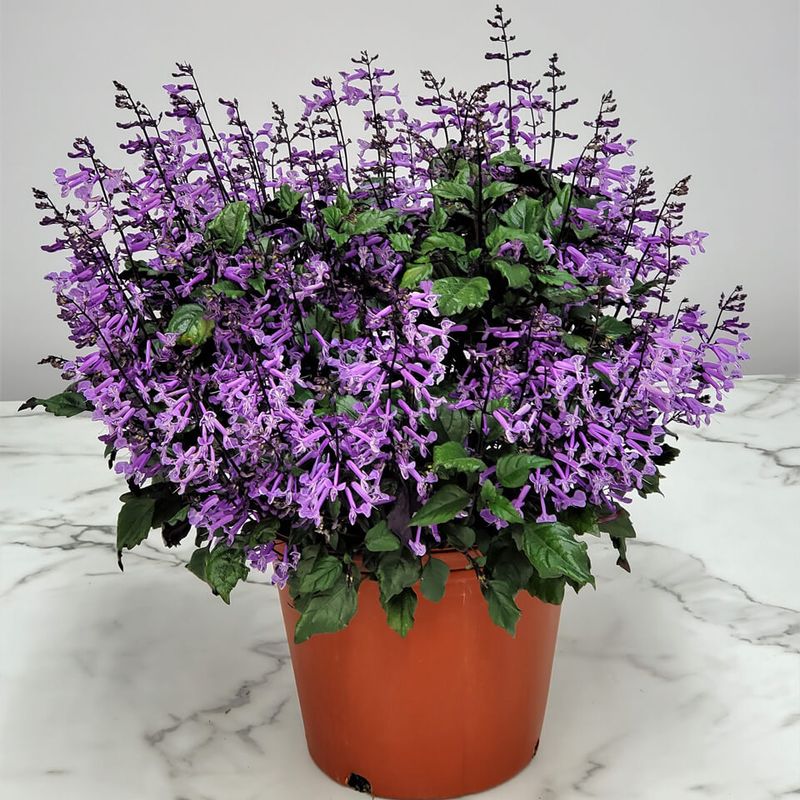 Utilizing Container Gardening