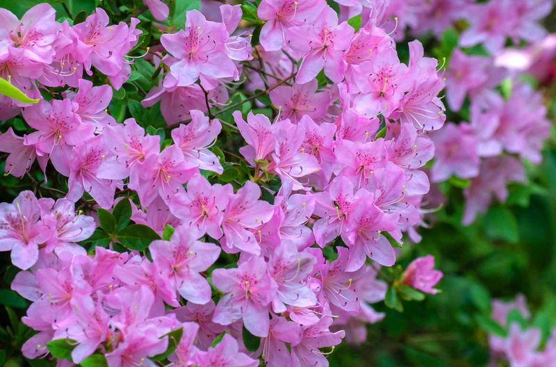 Improving Azalea Growth