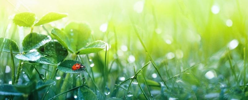 Incorporate Companion Planting