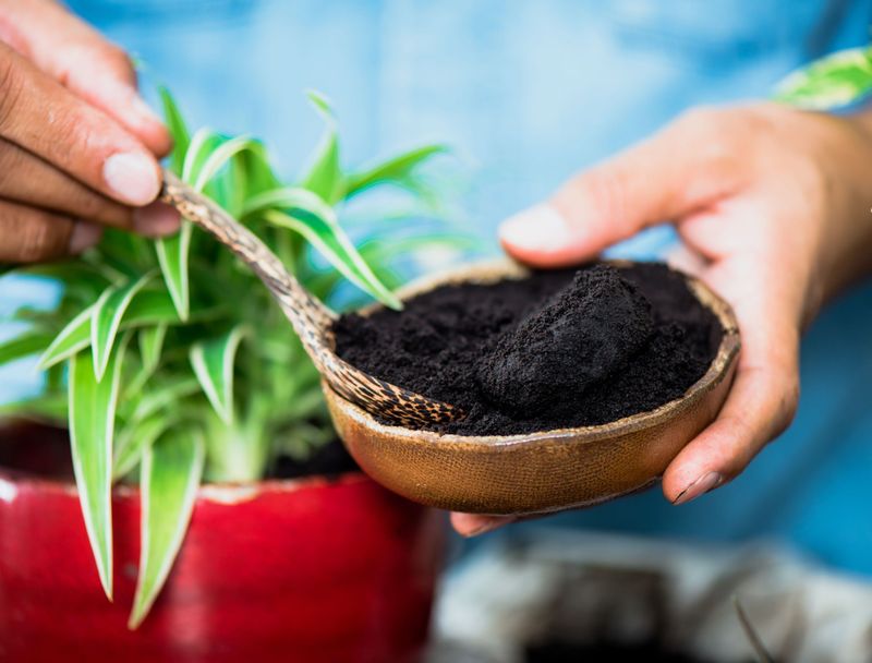 Using Coffee Grounds as Natural Fertilizer