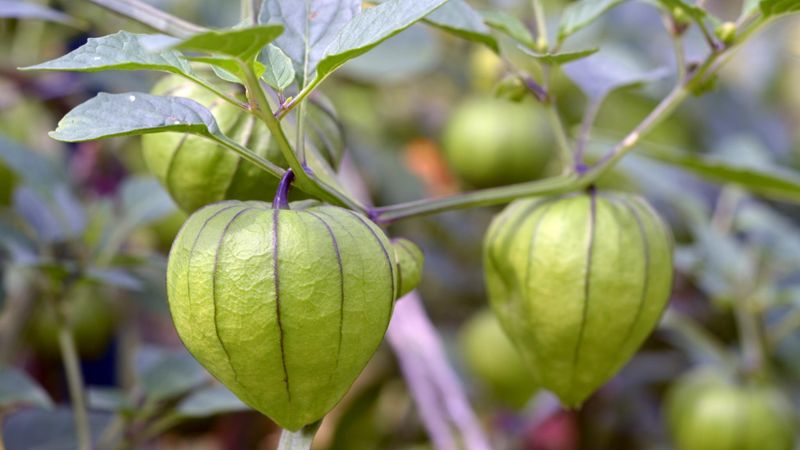 Tomatillos