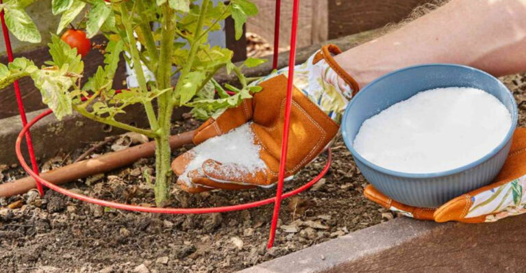Epsom Salt for Tomatoes: The Surprising Dos and Don’ts You Need to Know