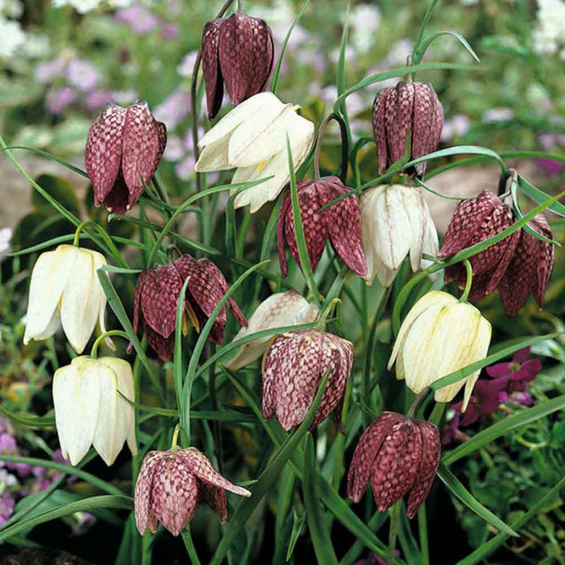 Fritillaria