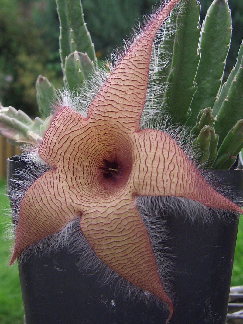 Stapelia Gigantea (Starfish Flower)