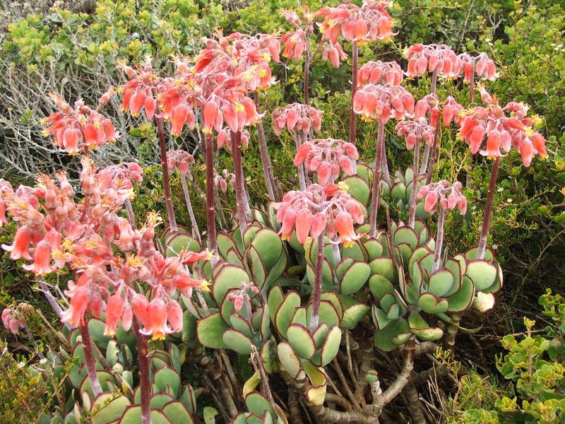 Cotyledon Orbiculata