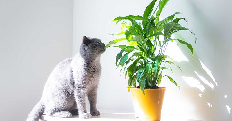 Peace Lily (Spathiphyllum) ❌🐱🐶