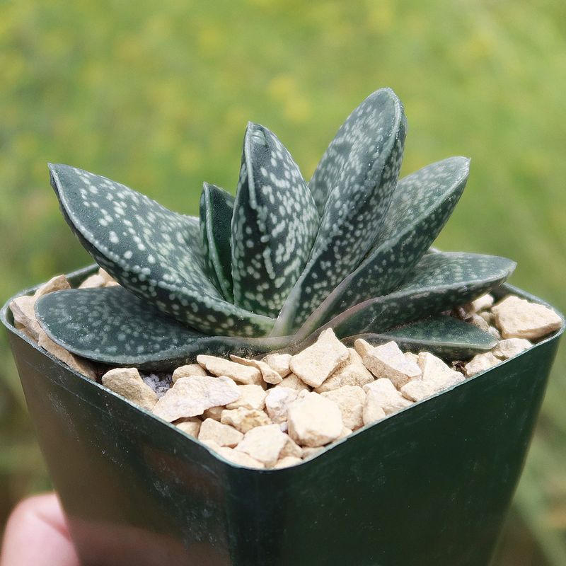 Gasteria