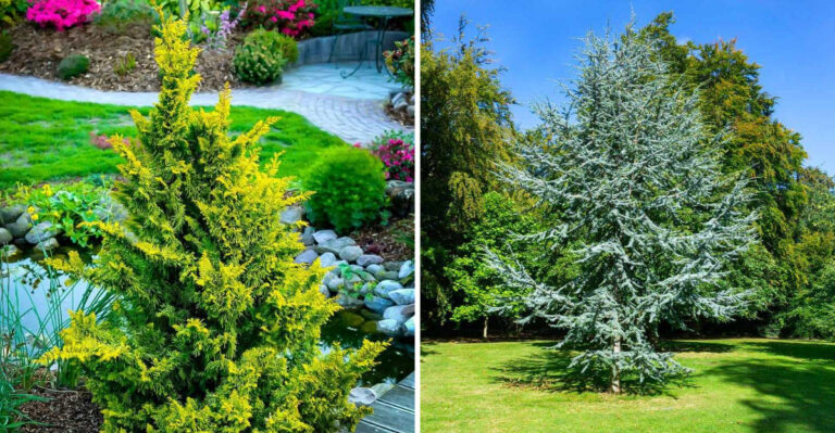 Evergreens That Aren’t Boring