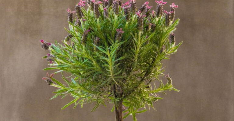 Everyone Wants One! The Secret to Growing a Stunning Lavender Tree Revealed
