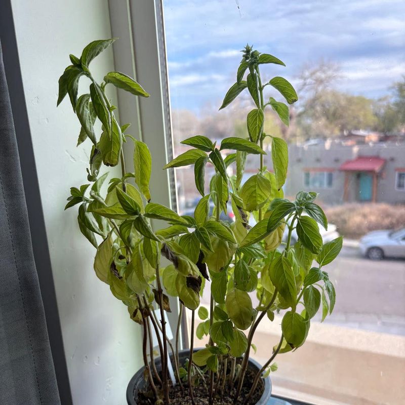 Inconsistent Fertilization Routine