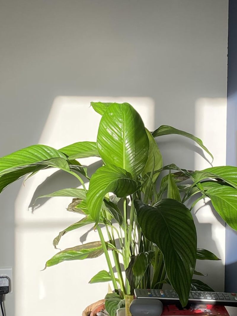 Exposing to Direct Sunlight