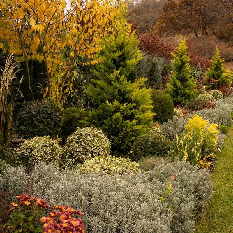 Hedge Borders