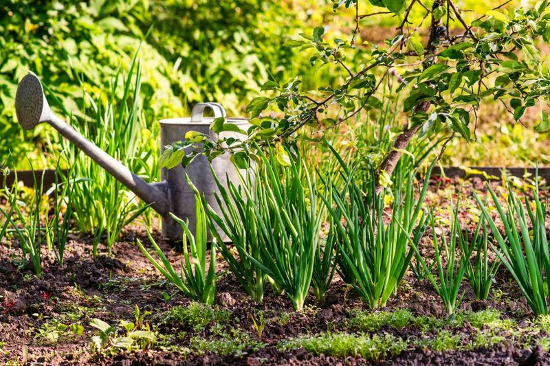 Planting the Wrong Varieties