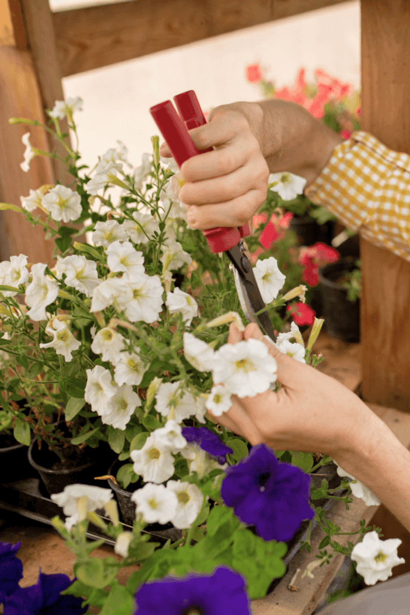 Deadhead Spent Flowers