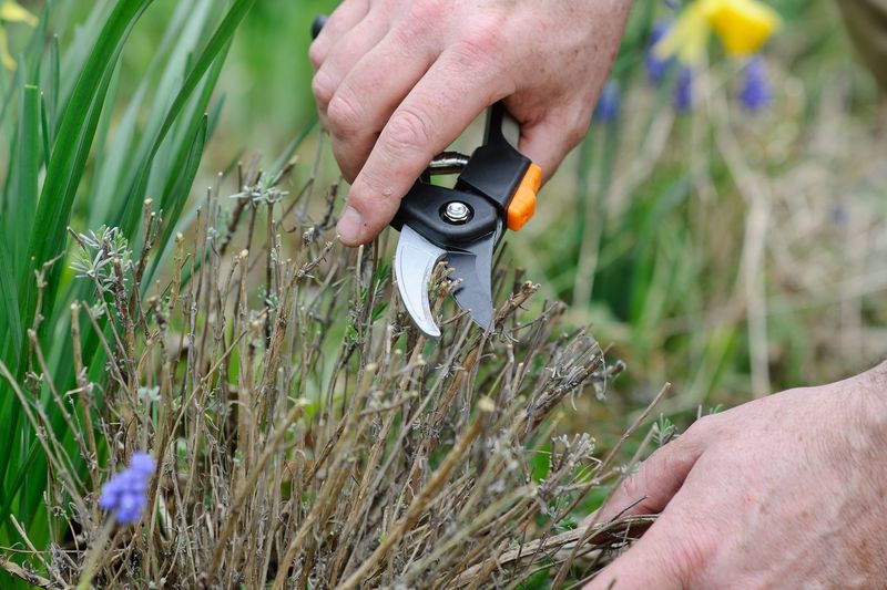 Prune and Deadhead Regularly