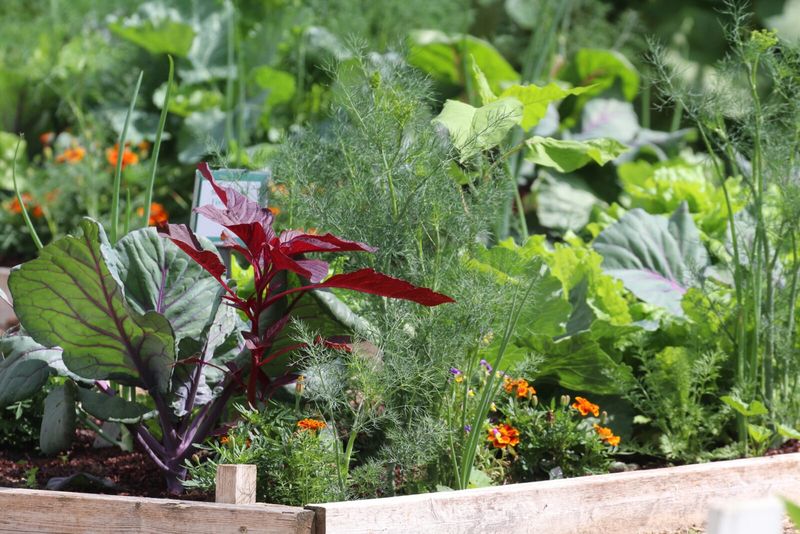 No Pesticides—Just Smart Plant Pairings