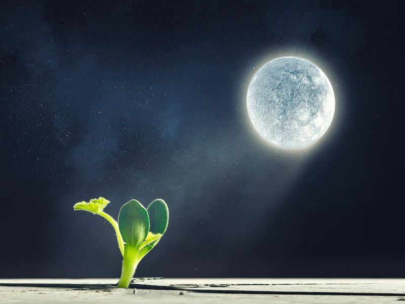 Planting by the Moon