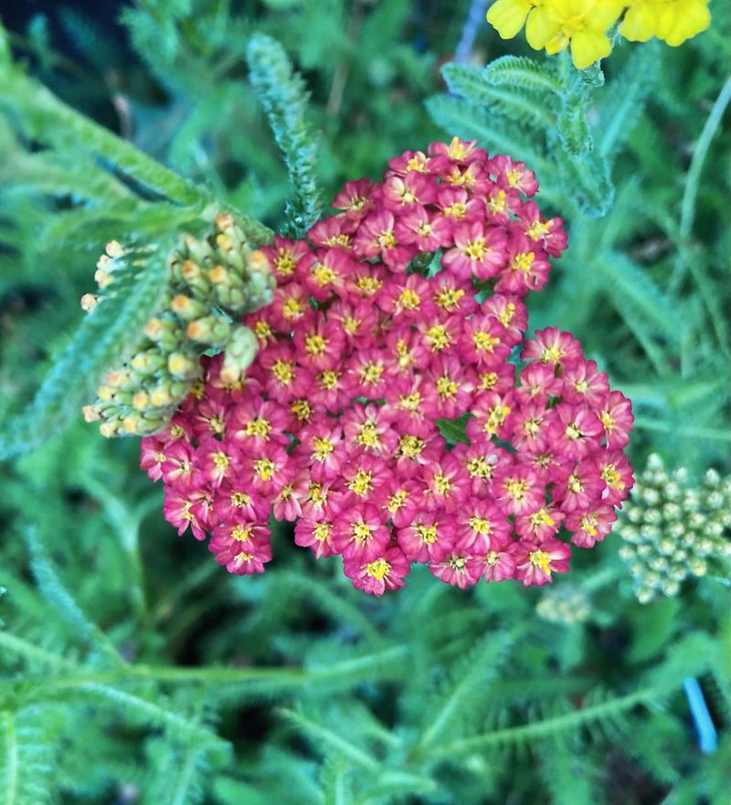 Yarrow (Achillea millefolium)