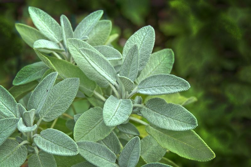 Sage (When Overused or Old)