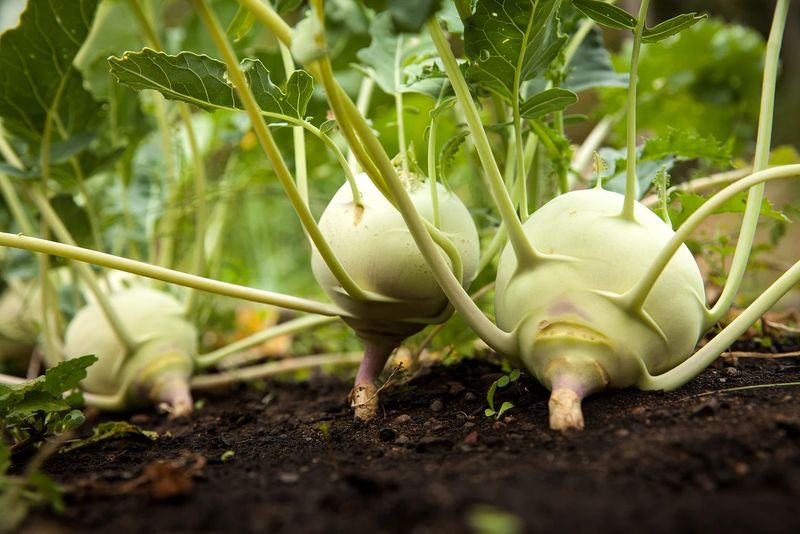 Kohlrabi Crowds Out Pepper Roots