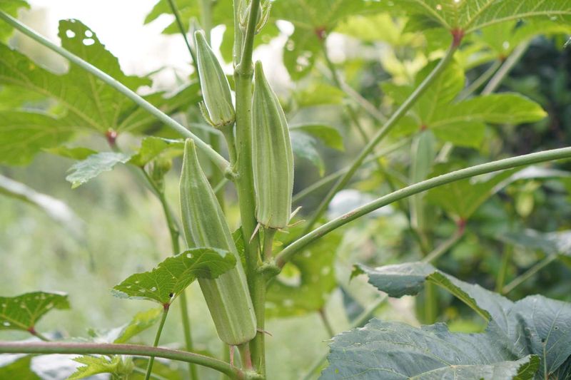 Okra and Tomatoes