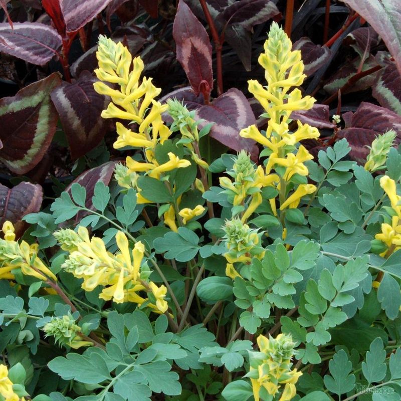 Corydalis