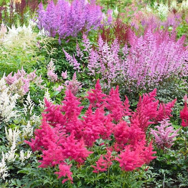 Astilbes