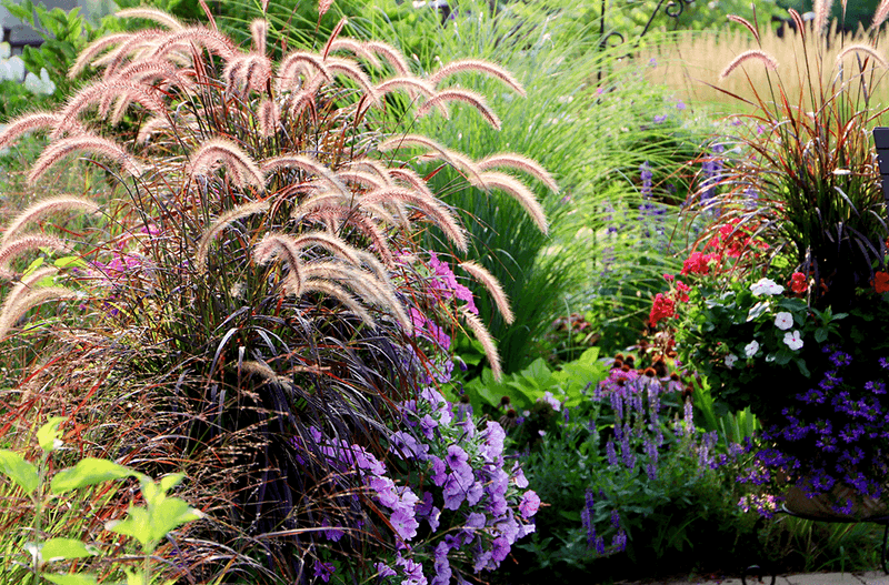 Ornamental Grasses