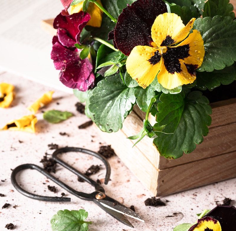 Pruning and Deadheading