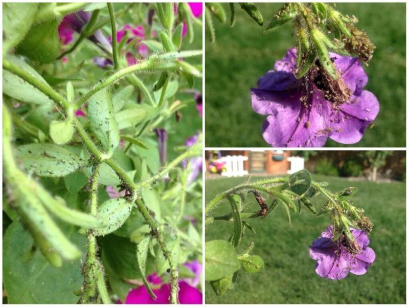 Watch for Pests (Aphids Love Petunias)