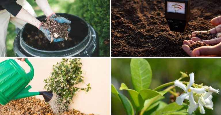 Fertilize Star Jasmine The Right Way For An Extra Burst Of Fragrance