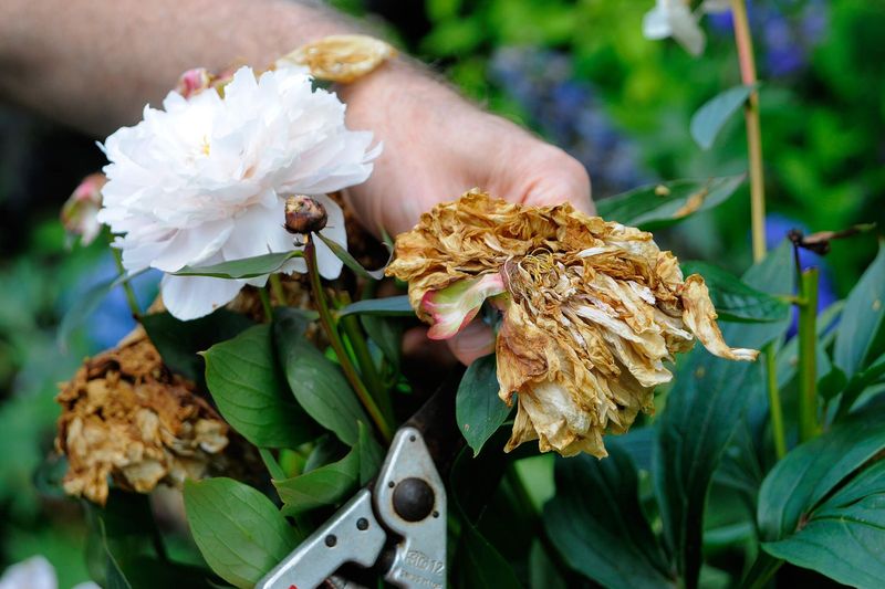 Deadheading Blooms