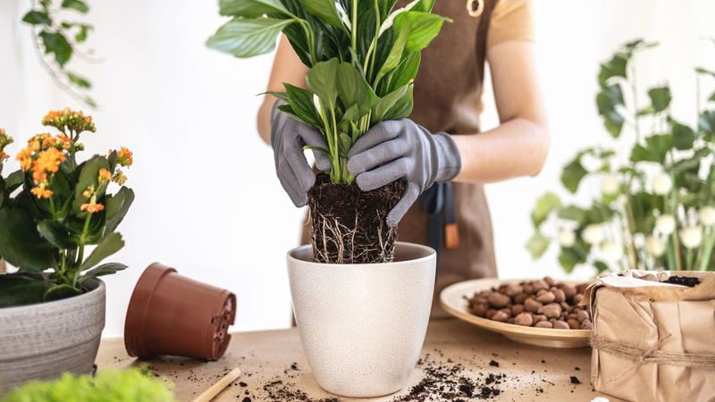 Managing Pests and Diseases