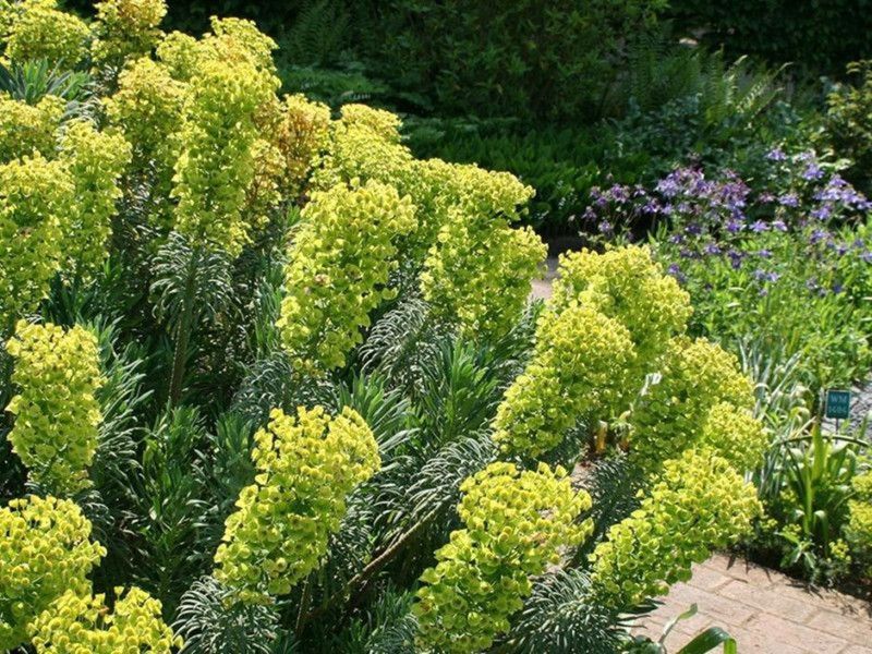 Euphorbia (e.g., Crown of Thorns, Pencil Cactus) 🌵