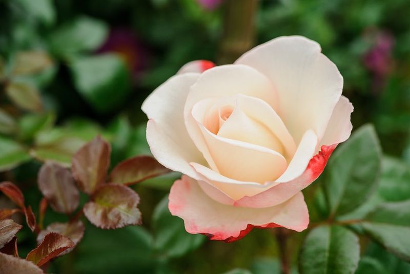 Hybrid Tea Roses