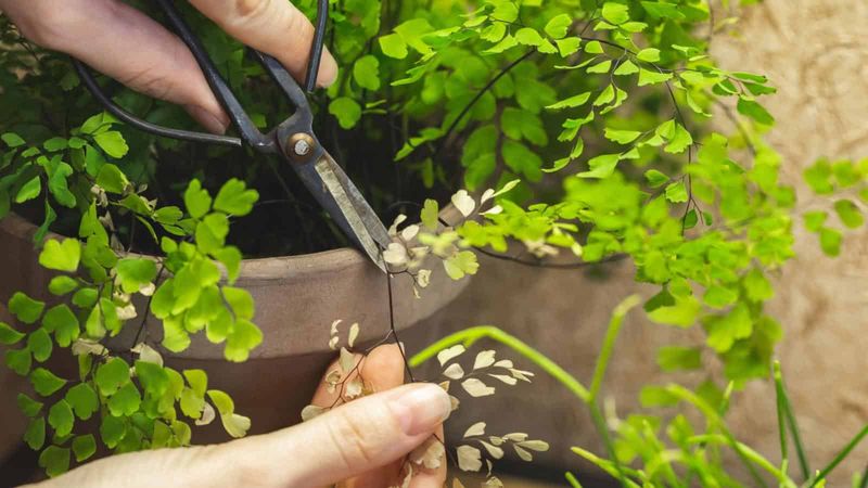 Maidenhair Fern (Adiantum)