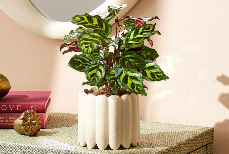 Calathea (Prayer Plant)