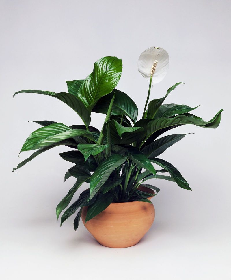 Peace Lily (Spathiphyllum spp.)