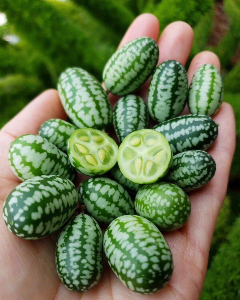 Cucamelon