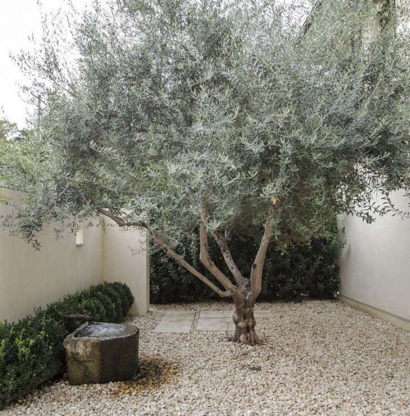Olive Tree