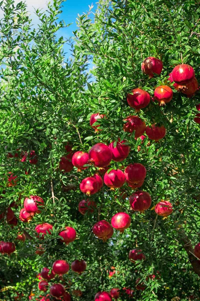 Pomegranates: Seed Setbacks