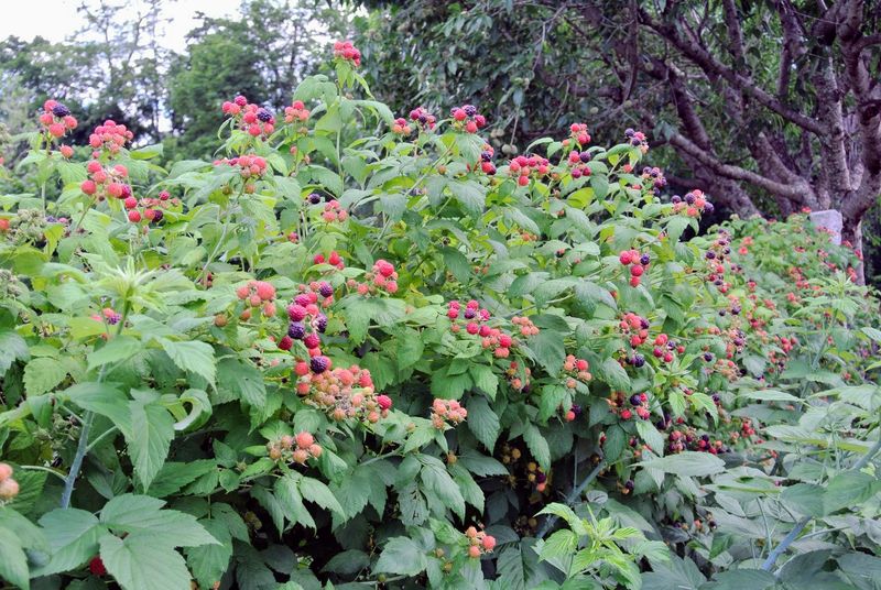Raspberries (Next Year at Latest)