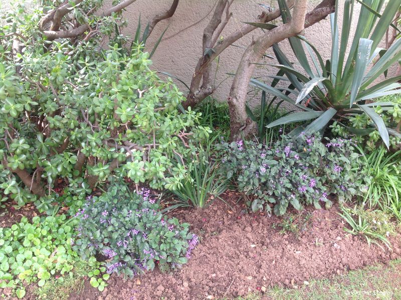 Soil and Nutrient Requirements