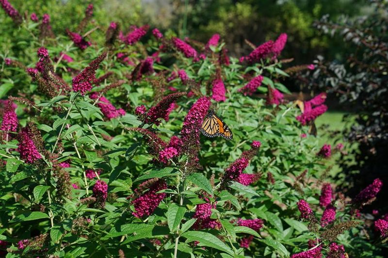 Butterfly Bush