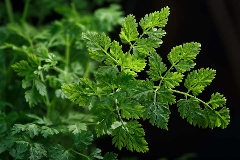 Chervil