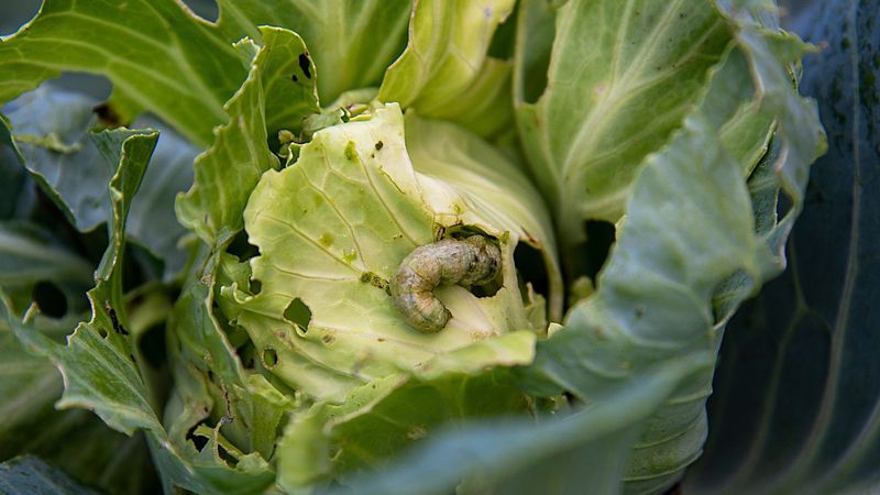 Cabbage Loopers