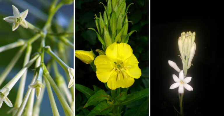 Flowers That Bloom at Dusk: Twilight Beauties