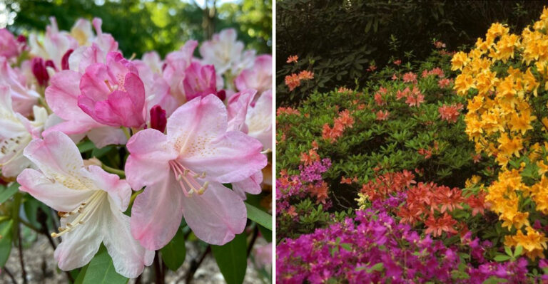 Flowers That Change Color Based on Soil Acidity